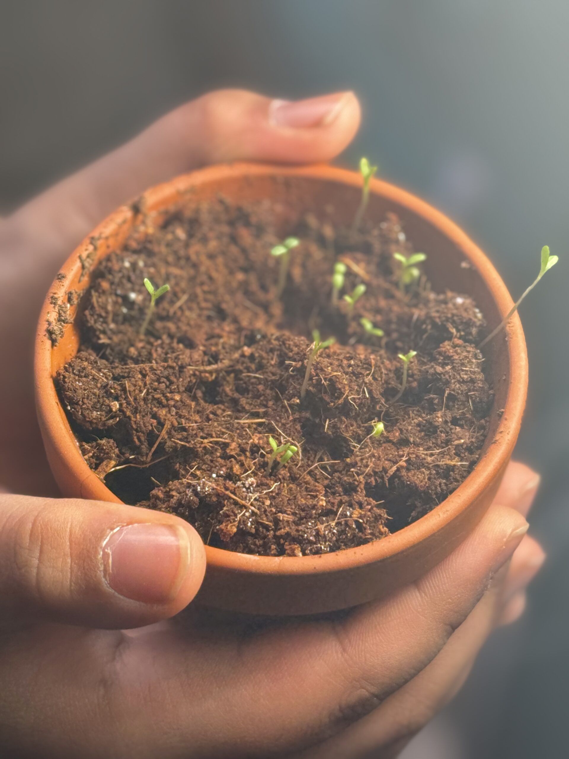 The Little Sprout's Big Dream